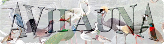 Avifauna